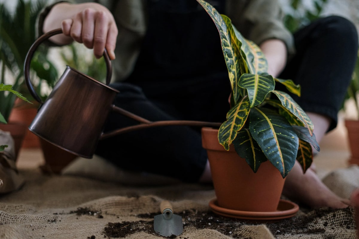 Pluzzy | Organic Protin- Rich Food Online Store pluzzy