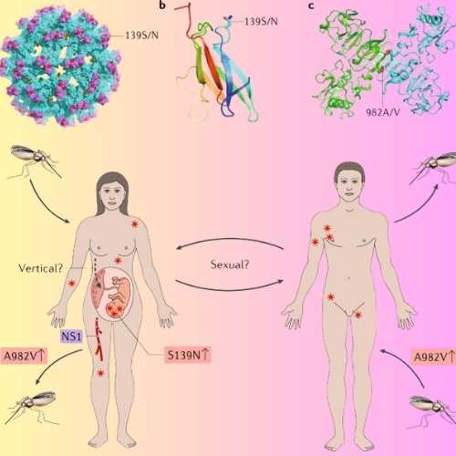 Pluzzy | Organic Protin- Rich Food Online Store zika virus