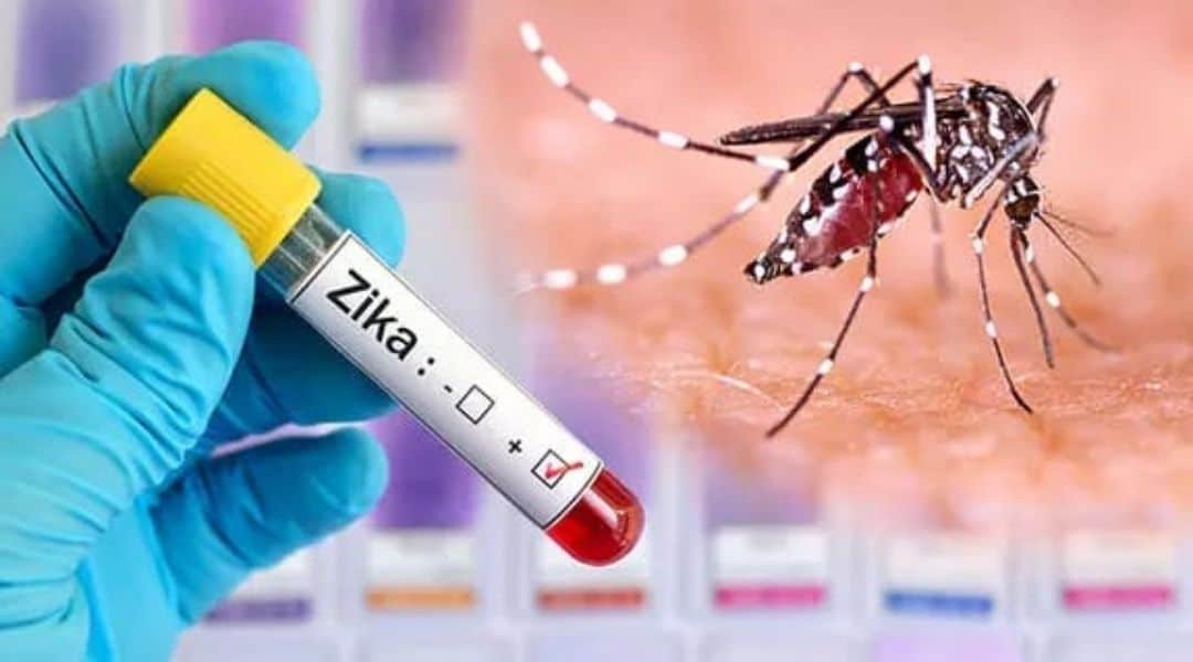 Pluzzy | Organic Protin- Rich Food Online Store zika virus test